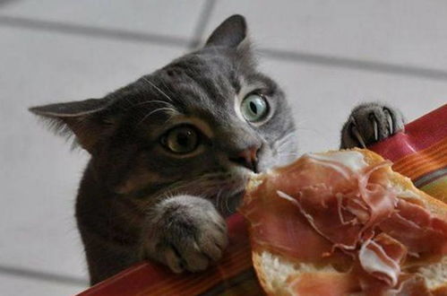 爆笑貓咪偷吃搞怪合集,小吃貨貓咪全身的每一個細胞都在大喊,誰都不阻止朕吃